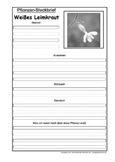 Pflanzensteckbrief-Weißes-Leimkraut-Sw.pdf
